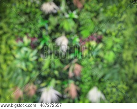 Blur Or Defocused Of Beautiful Wall Plants Of Various Types