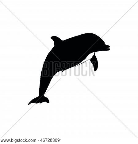Dolphin Icon. Simple Style Dolphin Show Poster Background Symbol. Dolphin Brand Logo Design Element.