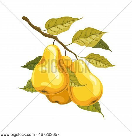 Pears On Branch. Yellow Watercolor Style Pear Fruits With Leaves Tree Path Garden Botanical Vector I