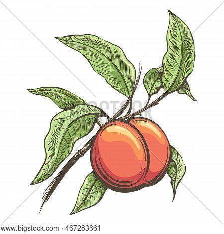 Peach Branch Sketch. Peaches Tree Foliage Ramification Colour Engraving, Apricot With Leaves Botanic