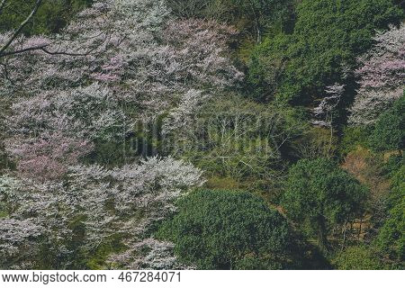 Cherry Blossoms On Mount Arashi In The Arashiyama Area Of Kyoto, Japan 12 April 2012