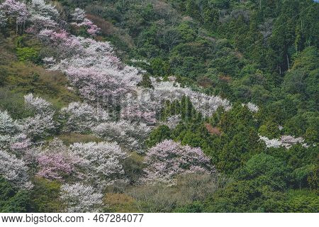 Cherry Blossoms On Mount Arashi In The Arashiyama Area Of Kyoto, Japan 12 April 2012
