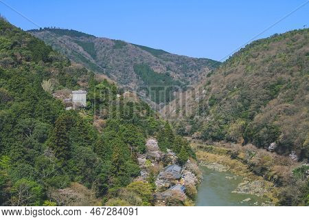 Spring Cherry Trees Flowering Along The Katsura River 12 April 2012