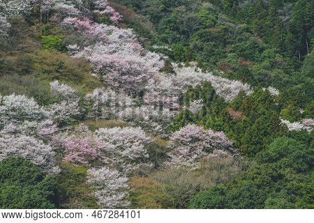 Cherry Blossoms On Mount Arashi In The Arashiyama Area Of Kyoto, Japan 12 April 2012