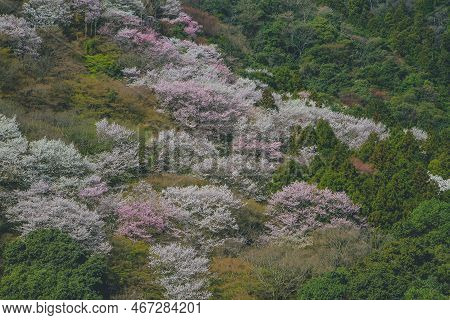 Cherry Blossoms On Mount Arashi In The Arashiyama Area Of Kyoto, Japan 12 April 2012