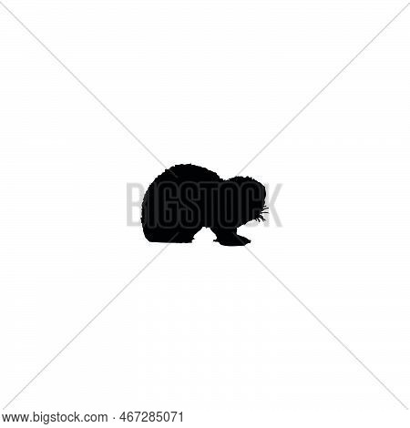Ferret Icon. Simple Style Safari Travel Agency Big Sale Poster Background Symbol. Ferret Brand Logo 