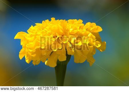 Tagetes Erecta Or Indian Rose.
Close Up Of A Yellow Tagetes Erecta Flower.