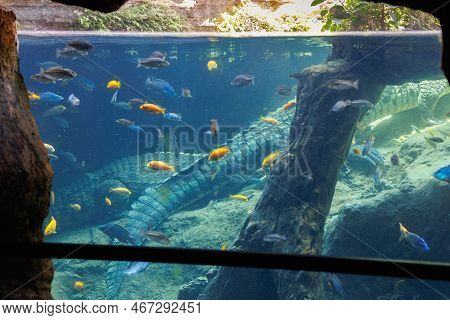 Fishes And Corals Inside A Big Blue Aquarium Tank, In The Background Crocodiles
