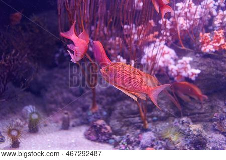 Pink Fishes And Corals Inside A Big Blue Aquarium Tank.