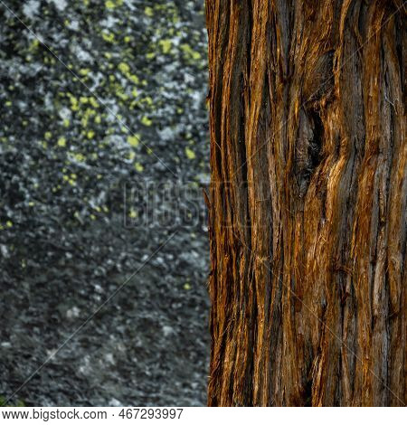 Deep Orange Bark On Pine Tree Contrasts Against Dark Stone And Lichen In The Distance