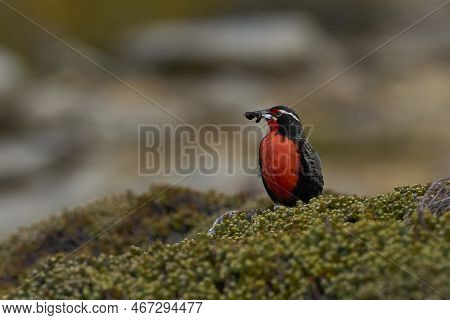 Long-tailed Meadowlark (sturnella Loyca Falklandica) Feeding On Worms On The Grassland Of Saunders I