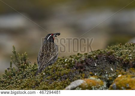 Long-tailed Meadowlark (sturnella Loyca Falklandica) Feeding On Worms On The Grassland Of Saunders I