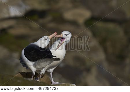 Pair Of Black-browed Albatross (thalassarche Melanophrys) Courting On The Cliffs Of Saunders Island 