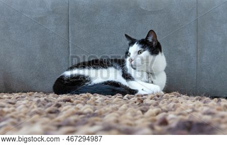 Black And White Cat Resting On The Carpet