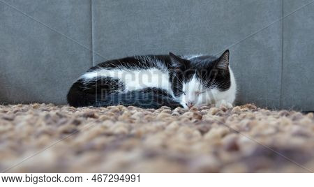 Black And White Cat Resting On The Carpet