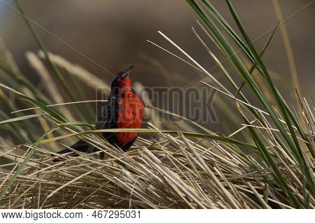 Long-tailed Meadowlark (sturnella Loyca Falklandica) Perched Amongst Tussock Grass On Carcass Island
