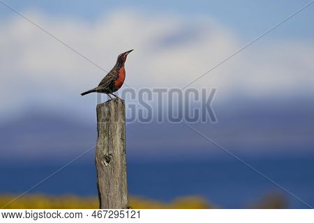 Long-tailed Meadowlark (sturnella Loyca Falklandica) Perched On A Post On Carcass Island In The Falk