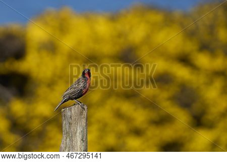 Long-tailed Meadowlark (sturnella Loyca Falklandica) Perched On A Post On Carcass Island In The Falk