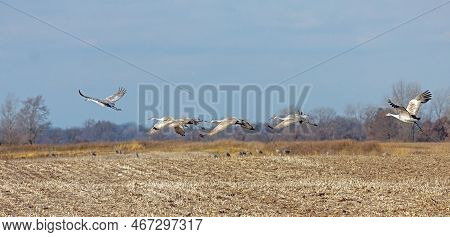 A Flock Of Sandhill Cranes Flying In The Blue Sky Above A Cornfield
