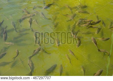 Fish Swim Close To The Surface Of The Water. Fish Pond In The Park. Natural Background