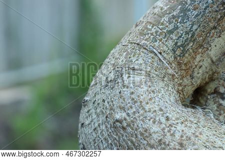 Dead-rat Tree, Monkey-bread Tree Upside-down Tree, Cream Of Tartar Tree Trunk Texture