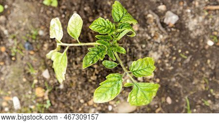 Small Tomatoes Plant In Garden, With Yellow Greenich Leaves, Bad Health, Need Water And Fertilizer
