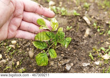 Woman Hand Showing The Small Tomatoes Plant In Garden, With Yellow Greenich Leaves, Bad Health, Need