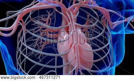 Human Heart Circulatory System Anatomy For Medical Concept 3D Rendering
