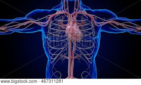 Human Heart Circulatory System Anatomy For Medical Concept 3D Rendering