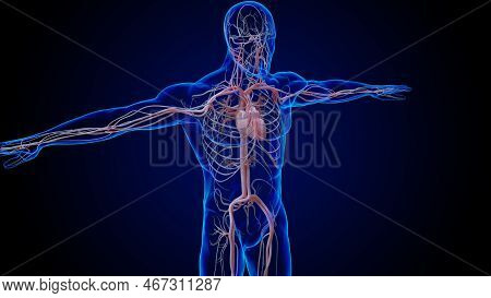 Human Heart Circulatory System Anatomy For Medical Concept 3D Rendering