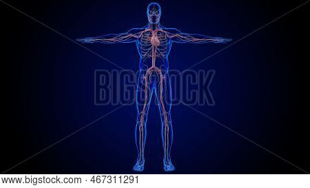 Human Heart Circulatory System Anatomy For Medical Concept 3D Rendering