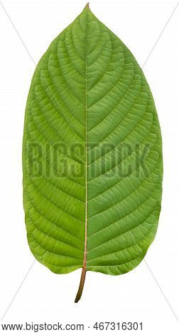 Kratom Is Scientifically Known As Mitragyna Speciosa (korth.) Havil.   Kratom A Drug From Plant To A