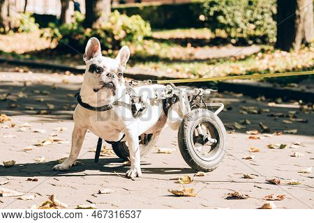 Dog's Mobility Problems. Disabled Paralysed French Bulldog Walking In Wheelchair. Dog With Disabilit