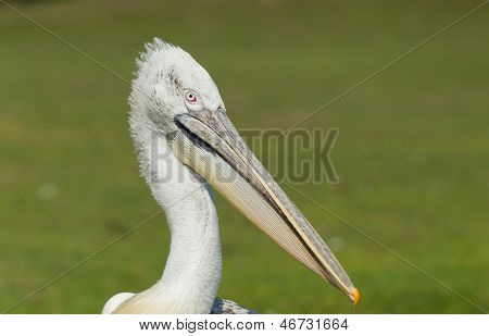 Dalmatiske Pelican (pelecanus Crispus)