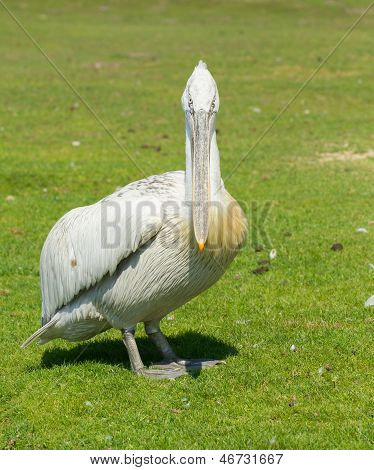 Dalmatiske Pelican (pelecanus Crispus)