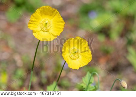 Welsh Poppy (papaver Cambricum) Flowers