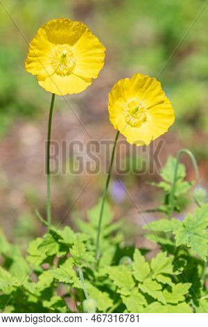 Welsh Poppy (papaver Cambricum) Flowers