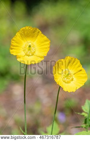 Welsh Poppy (papaver Cambricum) Flowers