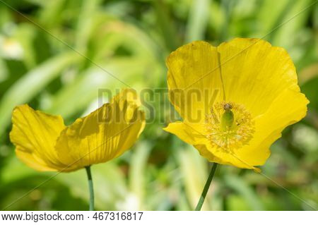 Welsh Poppy (papaver Cambricum) Flowers