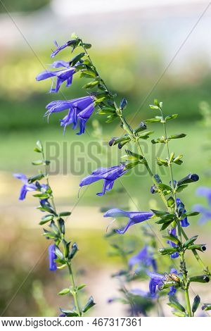 Salvia Amistad Flowers