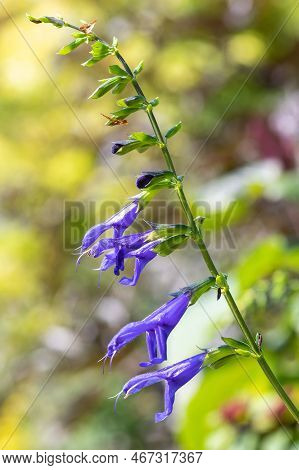 Salvia Amistad Flowers