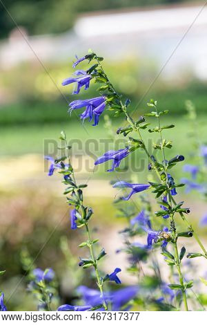 Salvia Amistad Flowers