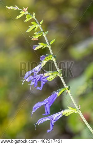 Salvia Amistad Flowers