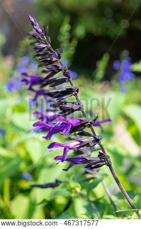 Salvia Amistad Flowers