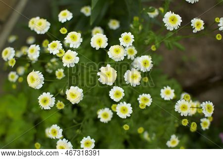 Green Leaves Of Hybrid Feverfew, Achillea Ptarmica, The Sneezewort, Sneezeweed, Bastard Pellitory, E