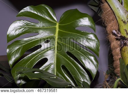 Monstera Deliciosa Leaf Among The Greenery In The Room . Domestic 