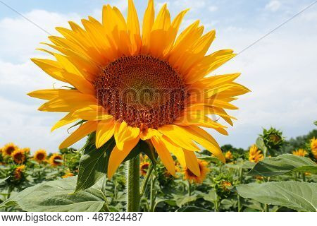 The Helianthus Sunflower Is A Genus Of Plants In The Asteraceae Family. Annual Sunflower And Tuberou