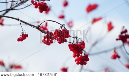 Ripe Bunches Of Viburnum Ordinary Viburnum Opulus Are On Blurred Background. Beautiful Autumn Backgr
