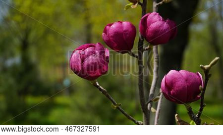 Yulan Magnolia Flowers Are Beginning To Bloom. The Scientific Name Is Magnolia Denudata. Bud. Red Fl