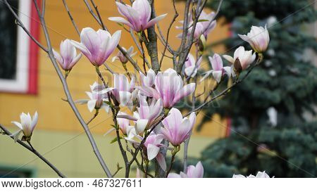 Pink Magnolia Flower Spring Branch In The Garden. Buds Of Flowers. Magnolia Denudata.